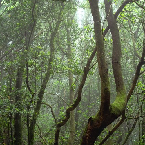 Anaga_1 copia Anaga_1 copia